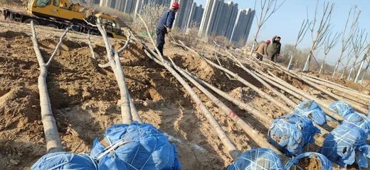 施工后環(huán)境恢復最佳實踐，施工后環(huán)境恢復，探索最佳實踐路徑，施工后環(huán)境恢復的最佳實踐策略，施工后環(huán)境恢復，達成最佳實踐的要點 行業(yè)新聞 第4張