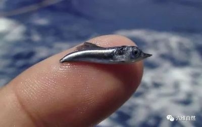 鋼板體積計(jì)算的實(shí)際應(yīng)用案例，鋼板體積計(jì)算，從理論到實(shí)際應(yīng)用案例 行業(yè)新聞 第4張