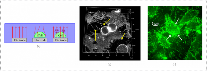 電化學(xué)阻抗譜測試的應(yīng)用范圍 行業(yè)新聞 第2張 電化學(xué)阻抗譜測試的應(yīng)用范圍 行業(yè)新聞 第2張
