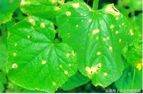 建筑病蟲害防治環(huán)保藥劑選擇 行業(yè)新聞 第3張