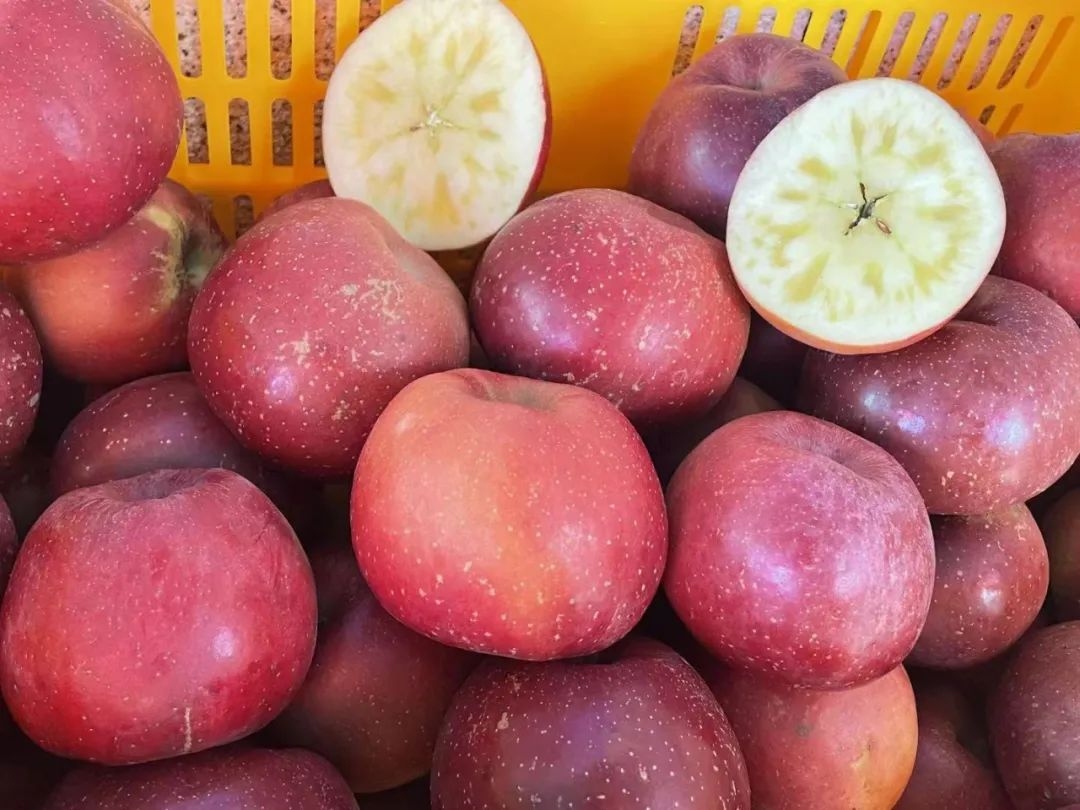 建筑病蟲害防治環(huán)保藥劑選擇 行業(yè)新聞 第4張