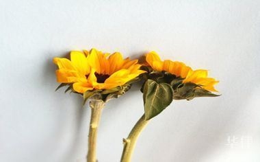 開一家50間房的賓館需要投資多少錢 行業(yè)新聞 第1張 開一家50間房的賓館需要投資多少錢 行業(yè)新聞 第1張