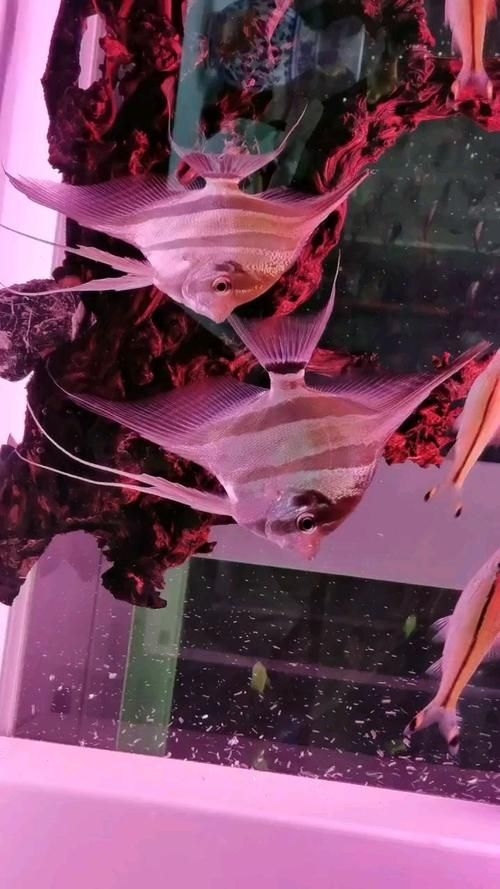 宿州水族批發(fā)市場(chǎng)（如何分析宿州水族批發(fā)市場(chǎng)？） 行業(yè)新聞 第1張