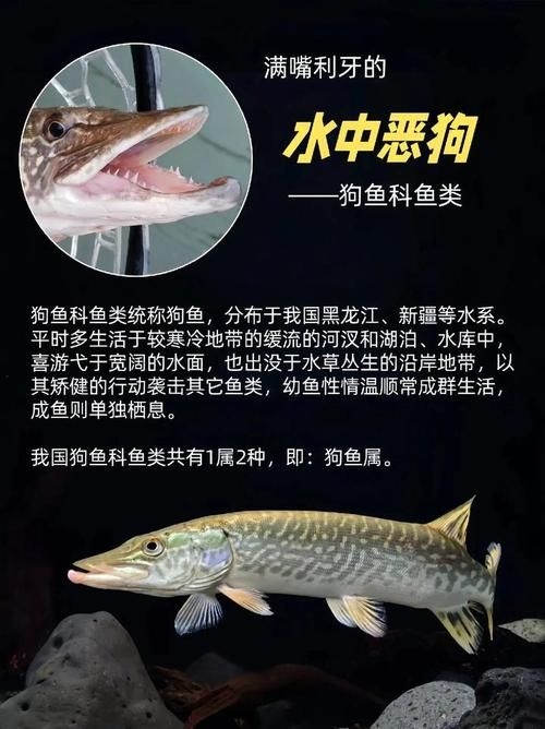 宿州水族批發(fā)市場(chǎng)（如何分析宿州水族批發(fā)市場(chǎng)？） 行業(yè)新聞 第2張