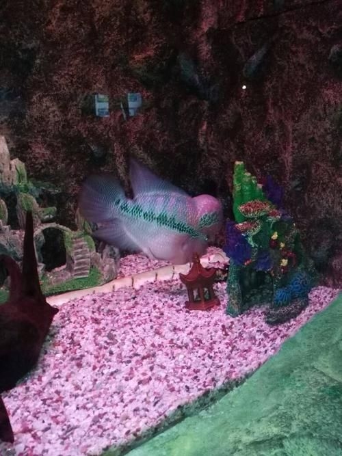 宿州水族批發(fā)市場(chǎng)（如何分析宿州水族批發(fā)市場(chǎng)？） 行業(yè)新聞 第3張