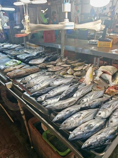 武漢觀賞魚批發(fā)市場 行業(yè)新聞 第6張 武漢觀賞魚批發(fā)市場 行業(yè)新聞 第6張