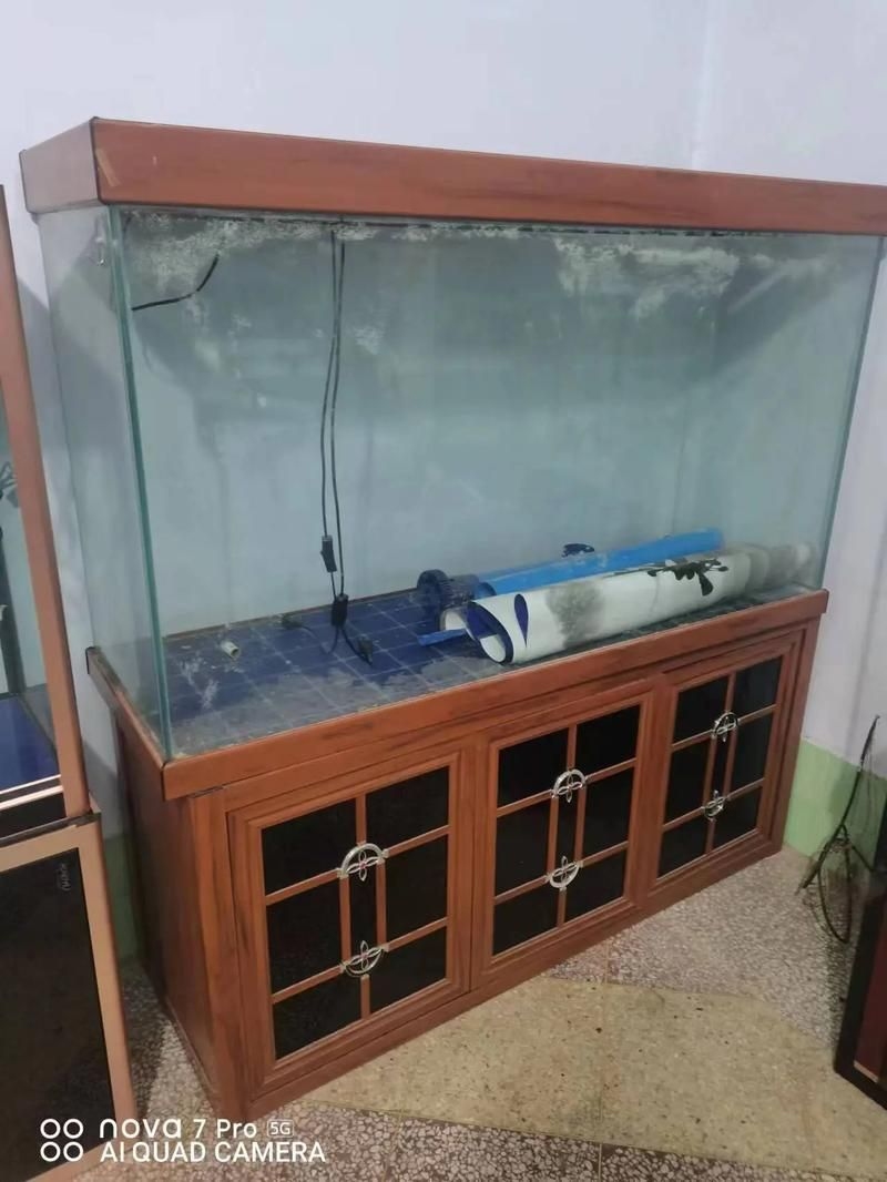 佛山魚缸批發(fā)市場(佛山魚缸批發(fā)市場1.高端龍魚品牌祥龍魚場-) 行業(yè)新聞 第7張 佛山魚缸批發(fā)市場(佛山魚缸批發(fā)市場1.高端龍魚品牌祥龍魚場-) 行業(yè)新聞 第7張