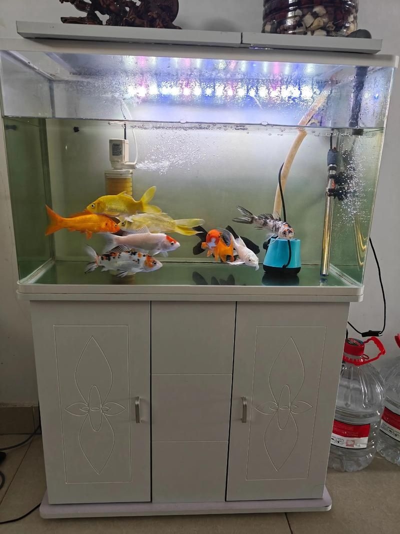 佛山魚缸批發(fā)市場(佛山魚缸批發(fā)市場1.高端龍魚品牌祥龍魚場-) 行業(yè)新聞 第10張 佛山魚缸批發(fā)市場(佛山魚缸批發(fā)市場1.高端龍魚品牌祥龍魚場-) 行業(yè)新聞 第10張