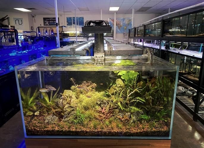 佛山魚缸批發(fā)市場(佛山魚缸批發(fā)市場1.高端龍魚品牌祥龍魚場-) 行業(yè)新聞 第13張 佛山魚缸批發(fā)市場(佛山魚缸批發(fā)市場1.高端龍魚品牌祥龍魚場-) 行業(yè)新聞 第13張