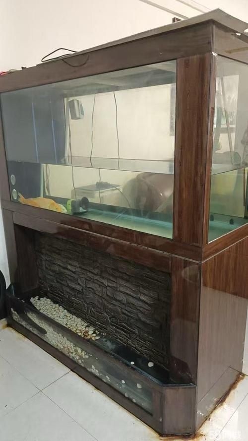 佛山魚缸批發(fā)市場(佛山魚缸批發(fā)市場1.高端龍魚品牌祥龍魚場-) 行業(yè)新聞 第14張 佛山魚缸批發(fā)市場(佛山魚缸批發(fā)市場1.高端龍魚品牌祥龍魚場-) 行業(yè)新聞 第14張