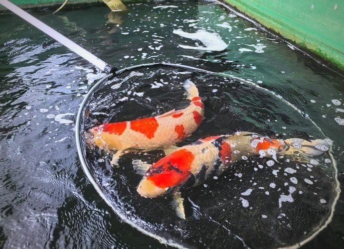 駐馬店魚缸批發(fā)市場 行業(yè)新聞 第1張 駐馬店魚缸批發(fā)市場 行業(yè)新聞 第1張