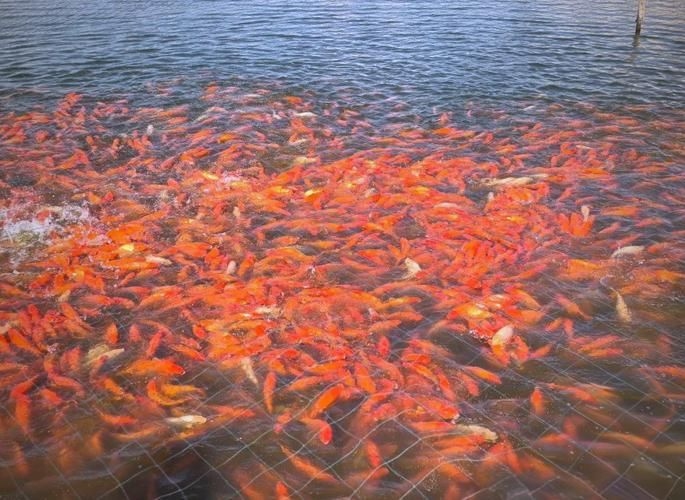 駐馬店魚缸批發(fā)市場 行業(yè)新聞 第2張 駐馬店魚缸批發(fā)市場 行業(yè)新聞 第2張