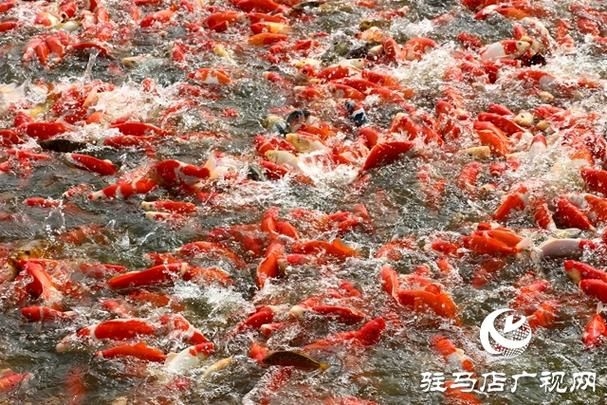 駐馬店魚缸批發(fā)市場 行業(yè)新聞 第4張 駐馬店魚缸批發(fā)市場 行業(yè)新聞 第4張