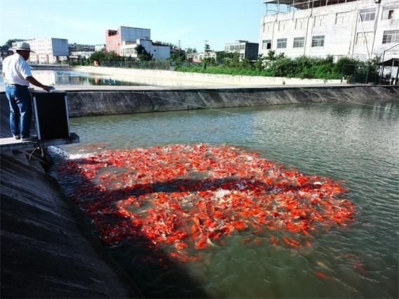 駐馬店魚缸批發(fā)市場 行業(yè)新聞 第5張 駐馬店魚缸批發(fā)市場 行業(yè)新聞 第5張