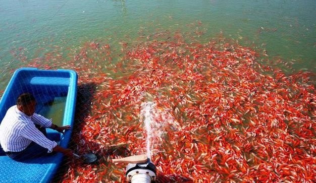 駐馬店魚缸批發(fā)市場 行業(yè)新聞 第6張 駐馬店魚缸批發(fā)市場 行業(yè)新聞 第6張