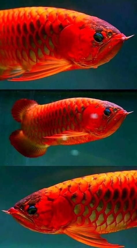 駐馬店魚缸批發(fā)市場 行業(yè)新聞 第8張 駐馬店魚缸批發(fā)市場 行業(yè)新聞 第8張