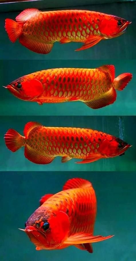 駐馬店魚缸批發(fā)市場 行業(yè)新聞 第9張 駐馬店魚缸批發(fā)市場 行業(yè)新聞 第9張