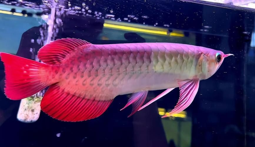 駐馬店魚缸批發(fā)市場 行業(yè)新聞 第10張 駐馬店魚缸批發(fā)市場 行業(yè)新聞 第10張