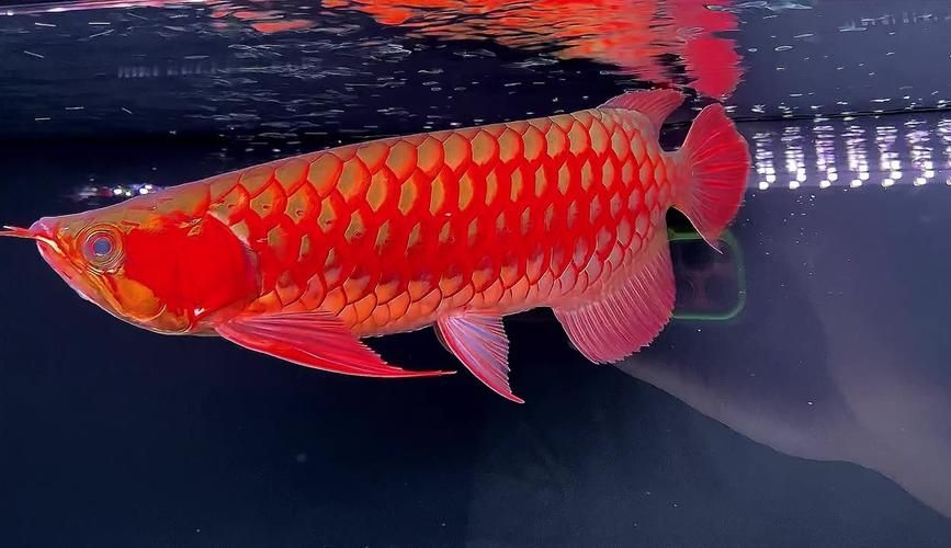 駐馬店魚缸批發(fā)市場 行業(yè)新聞 第11張 駐馬店魚缸批發(fā)市場 行業(yè)新聞 第11張