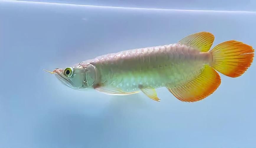 駐馬店魚缸批發(fā)市場 行業(yè)新聞 第16張 駐馬店魚缸批發(fā)市場 行業(yè)新聞 第16張