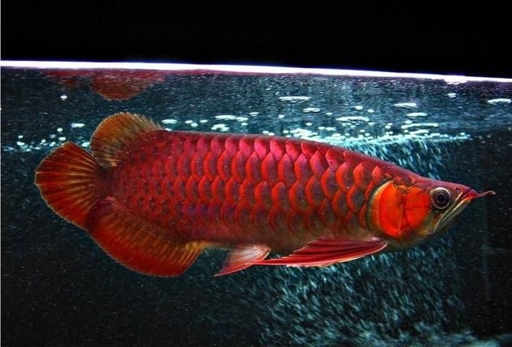 駐馬店魚缸批發(fā)市場 行業(yè)新聞 第17張