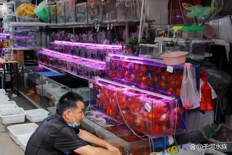 九江觀賞魚批發(fā)市場(九江觀賞魚批發(fā)市場和祥龍魚場有哪些品牌營銷策略) 行業(yè)新聞 第2張 九江觀賞魚批發(fā)市場(九江觀賞魚批發(fā)市場和祥龍魚場有哪些品牌營銷策略) 行業(yè)新聞 第2張