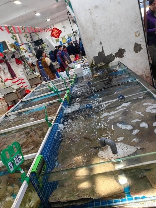 煙臺水族批發(fā)市場（煙臺水族批發(fā)市場和祥龍魚場有哪些知名品種和營銷策略）