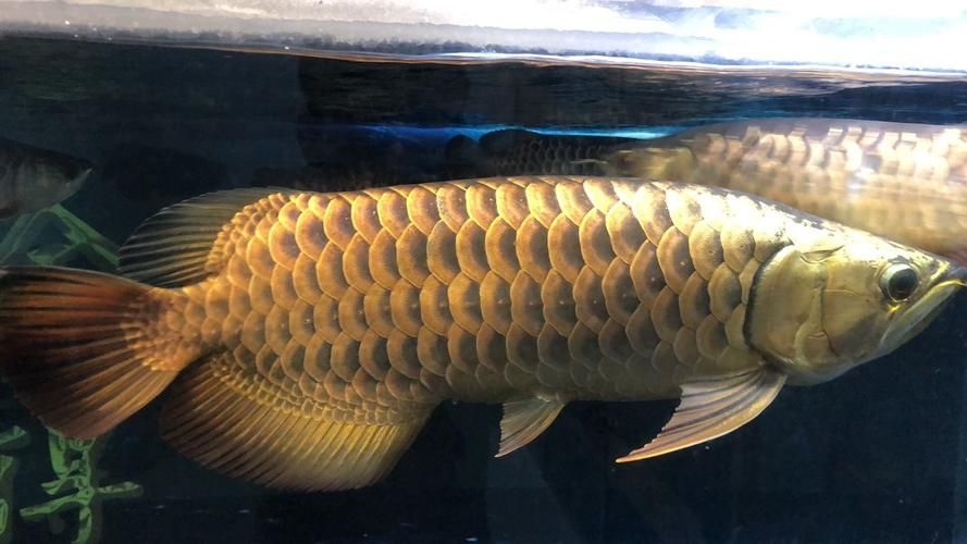 上饒龍魚批發(fā)市場(chǎng)（上饒龍魚批發(fā)市場(chǎng),高端龍魚品牌祥龍魚場(chǎng)-） 行業(yè)新聞 第3張