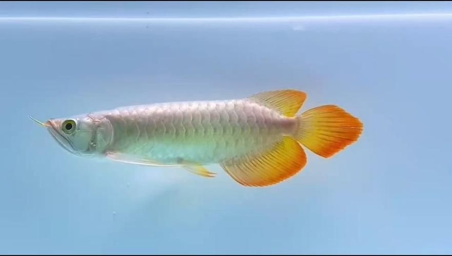 上饒龍魚批發(fā)市場(chǎng)（上饒龍魚批發(fā)市場(chǎng),高端龍魚品牌祥龍魚場(chǎng)-） 行業(yè)新聞 第6張