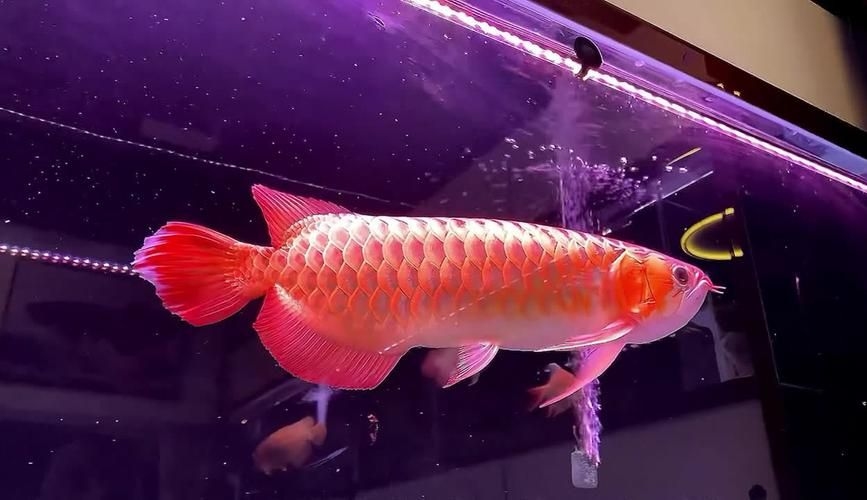 上饒魚缸批發(fā)市場(上饒魚缸批發(fā)市場,1.上饒龍魚|上饒魚缸批發(fā)市場) 行業(yè)新聞 第4張 上饒魚缸批發(fā)市場(上饒魚缸批發(fā)市場,1.上饒龍魚|上饒魚缸批發(fā)市場) 行業(yè)新聞 第4張