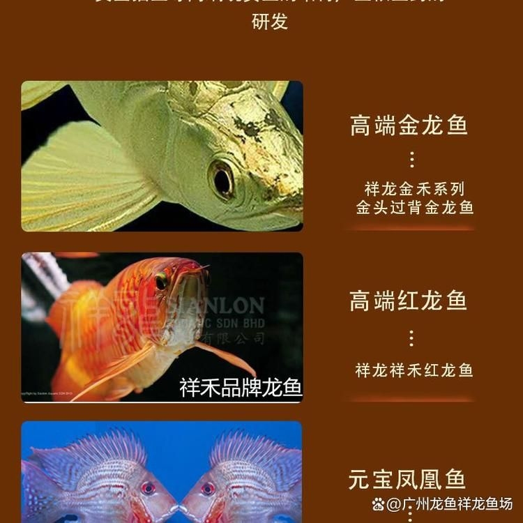 許昌水族批發(fā)市場(chǎng)（許昌水族批發(fā)市場(chǎng)和祥龍魚場(chǎng)的分析來啦，我?guī)湍闶崂砹撕诵男畔⒑蛨D文資料） 行業(yè)新聞 第5張
