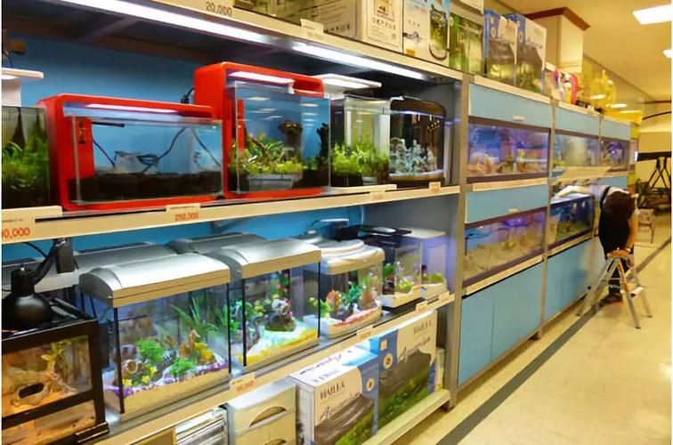 許昌水族批發(fā)市場(chǎng)（許昌水族批發(fā)市場(chǎng)和祥龍魚場(chǎng)的分析來啦，我?guī)湍闶崂砹撕诵男畔⒑蛨D文資料） 行業(yè)新聞 第9張