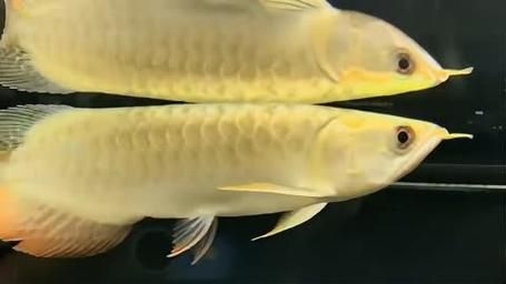 許昌水族批發(fā)市場(chǎng)（許昌水族批發(fā)市場(chǎng)和祥龍魚場(chǎng)的分析來啦，我?guī)湍闶崂砹撕诵男畔⒑蛨D文資料） 行業(yè)新聞 第16張