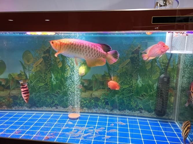 許昌水族批發(fā)市場(chǎng)（許昌水族批發(fā)市場(chǎng)和祥龍魚場(chǎng)的分析來啦，我?guī)湍闶崂砹撕诵男畔⒑蛨D文資料） 行業(yè)新聞 第18張