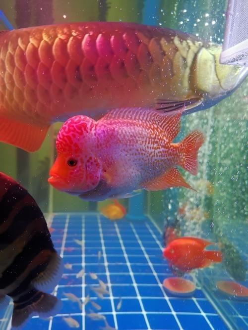 許昌水族批發(fā)市場(chǎng)（許昌水族批發(fā)市場(chǎng)和祥龍魚場(chǎng)的分析來啦，我?guī)湍闶崂砹撕诵男畔⒑蛨D文資料） 行業(yè)新聞 第19張