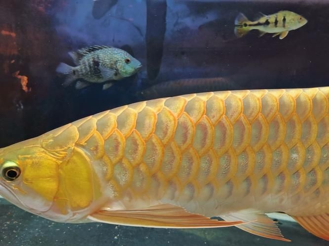 許昌水族批發(fā)市場(chǎng)（許昌水族批發(fā)市場(chǎng)和祥龍魚場(chǎng)的分析來啦，我?guī)湍闶崂砹撕诵男畔⒑蛨D文資料） 行業(yè)新聞 第20張