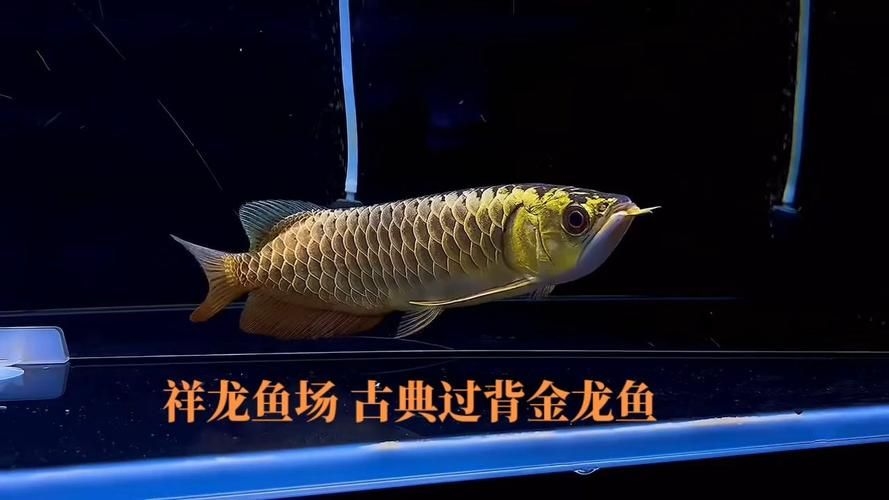 六安水族批發(fā)市場(chǎng)(六安水族批發(fā)市場(chǎng)與祥龍魚場(chǎng)的品牌營(yíng)銷) 行業(yè)新聞 第4張 六安水族批發(fā)市場(chǎng)(六安水族批發(fā)市場(chǎng)與祥龍魚場(chǎng)的品牌營(yíng)銷) 行業(yè)新聞 第4張