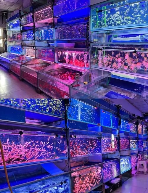 安慶觀賞魚批發(fā)市場 行業(yè)新聞 第2張 安慶觀賞魚批發(fā)市場 行業(yè)新聞 第2張