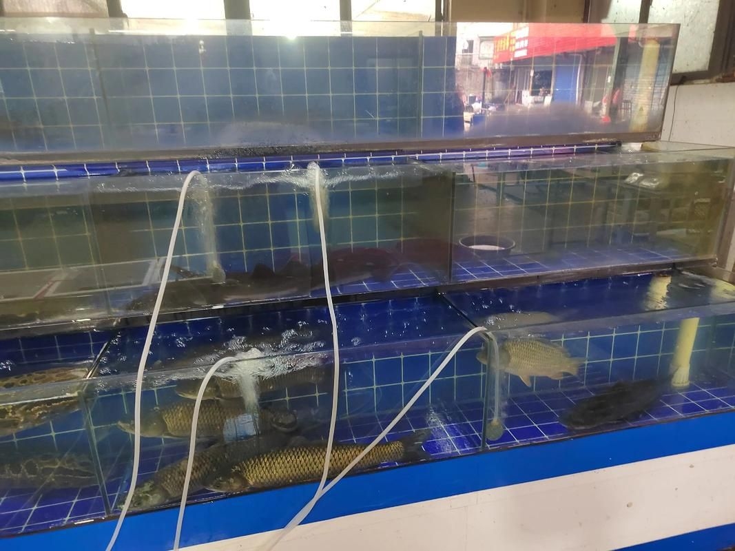 安慶觀賞魚批發(fā)市場 行業(yè)新聞 第8張 安慶觀賞魚批發(fā)市場 行業(yè)新聞 第8張