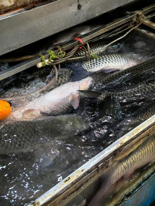 菏澤龍魚(yú)批發(fā)市場(chǎng)(菏澤龍魚(yú)批發(fā)市場(chǎng)1.高端龍魚(yú)品牌祥龍魚(yú)場(chǎng)-) 行業(yè)新聞 第2張 菏澤龍魚(yú)批發(fā)市場(chǎng)(菏澤龍魚(yú)批發(fā)市場(chǎng)1.高端龍魚(yú)品牌祥龍魚(yú)場(chǎng)-) 行業(yè)新聞 第2張