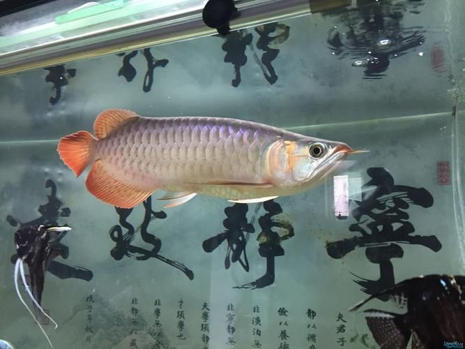 菏澤龍魚(yú)批發(fā)市場(chǎng)(菏澤龍魚(yú)批發(fā)市場(chǎng)1.高端龍魚(yú)品牌祥龍魚(yú)場(chǎng)-) 行業(yè)新聞 第6張 菏澤龍魚(yú)批發(fā)市場(chǎng)(菏澤龍魚(yú)批發(fā)市場(chǎng)1.高端龍魚(yú)品牌祥龍魚(yú)場(chǎng)-) 行業(yè)新聞 第6張