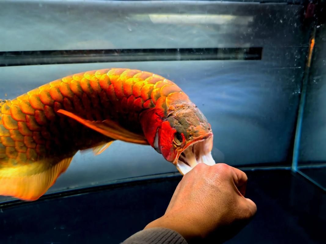 菏澤龍魚(yú)批發(fā)市場(chǎng)(菏澤龍魚(yú)批發(fā)市場(chǎng)1.高端龍魚(yú)品牌祥龍魚(yú)場(chǎng)-) 行業(yè)新聞 第7張 菏澤龍魚(yú)批發(fā)市場(chǎng)(菏澤龍魚(yú)批發(fā)市場(chǎng)1.高端龍魚(yú)品牌祥龍魚(yú)場(chǎng)-) 行業(yè)新聞 第7張