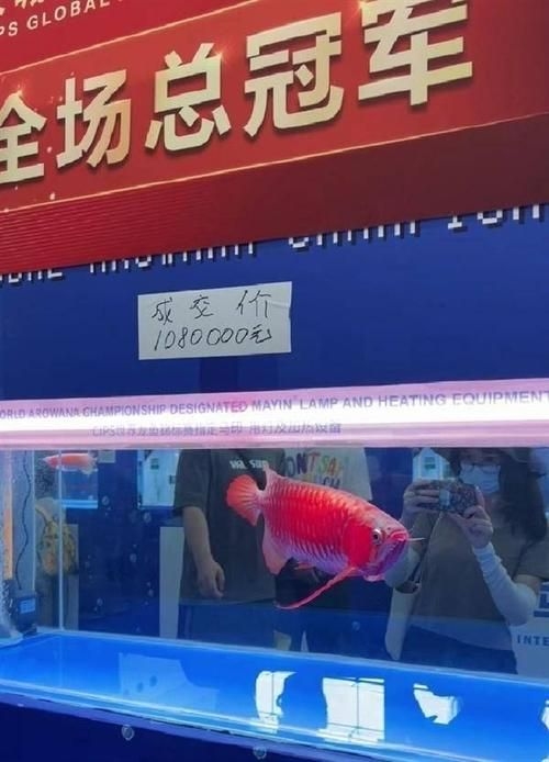 菏澤龍魚(yú)批發(fā)市場(chǎng)(菏澤龍魚(yú)批發(fā)市場(chǎng)1.高端龍魚(yú)品牌祥龍魚(yú)場(chǎng)-) 行業(yè)新聞 第8張 菏澤龍魚(yú)批發(fā)市場(chǎng)(菏澤龍魚(yú)批發(fā)市場(chǎng)1.高端龍魚(yú)品牌祥龍魚(yú)場(chǎng)-) 行業(yè)新聞 第8張