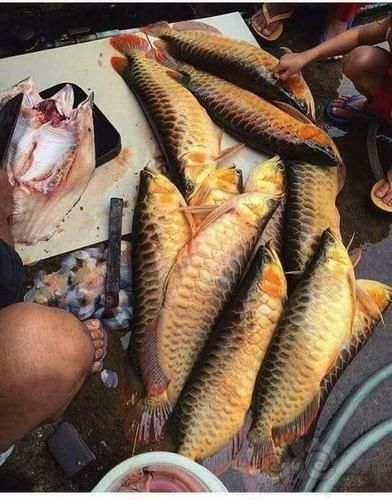 菏澤龍魚(yú)批發(fā)市場(chǎng)(菏澤龍魚(yú)批發(fā)市場(chǎng)1.高端龍魚(yú)品牌祥龍魚(yú)場(chǎng)-) 行業(yè)新聞 第10張 菏澤龍魚(yú)批發(fā)市場(chǎng)(菏澤龍魚(yú)批發(fā)市場(chǎng)1.高端龍魚(yú)品牌祥龍魚(yú)場(chǎng)-) 行業(yè)新聞 第10張