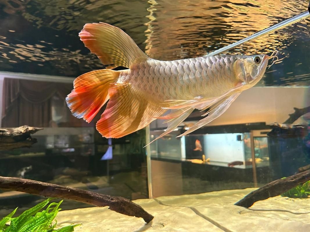 菏澤龍魚(yú)批發(fā)市場(chǎng)(菏澤龍魚(yú)批發(fā)市場(chǎng)1.高端龍魚(yú)品牌祥龍魚(yú)場(chǎng)-) 行業(yè)新聞 第11張 菏澤龍魚(yú)批發(fā)市場(chǎng)(菏澤龍魚(yú)批發(fā)市場(chǎng)1.高端龍魚(yú)品牌祥龍魚(yú)場(chǎng)-) 行業(yè)新聞 第11張