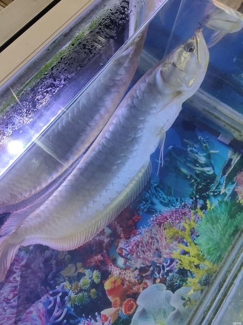 菏澤龍魚(yú)批發(fā)市場(chǎng)(菏澤龍魚(yú)批發(fā)市場(chǎng)1.高端龍魚(yú)品牌祥龍魚(yú)場(chǎng)-) 行業(yè)新聞 第14張 菏澤龍魚(yú)批發(fā)市場(chǎng)(菏澤龍魚(yú)批發(fā)市場(chǎng)1.高端龍魚(yú)品牌祥龍魚(yú)場(chǎng)-) 行業(yè)新聞 第14張