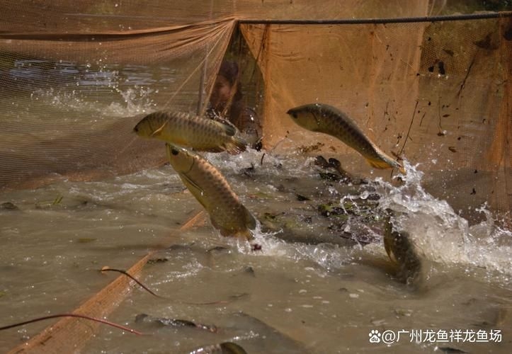 洛陽龍魚批發(fā)市場(洛陽龍魚批發(fā)市場,1.高端龍魚品牌祥龍魚場-) 行業(yè)新聞 第3張 洛陽龍魚批發(fā)市場(洛陽龍魚批發(fā)市場,1.高端龍魚品牌祥龍魚場-) 行業(yè)新聞 第3張