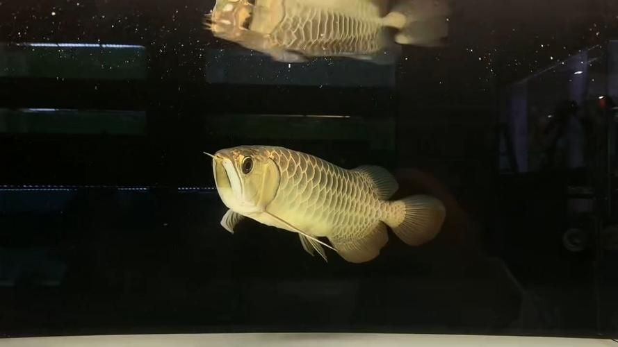 宿州觀賞魚批發(fā)市場(宿州觀賞魚批發(fā)市場1.立足生態(tài)資源優(yōu)勢發(fā)展特色冷水魚產(chǎn)業(yè)) 行業(yè)新聞 第3張 宿州觀賞魚批發(fā)市場(宿州觀賞魚批發(fā)市場1.立足生態(tài)資源優(yōu)勢發(fā)展特色冷水魚產(chǎn)業(yè)) 行業(yè)新聞 第3張