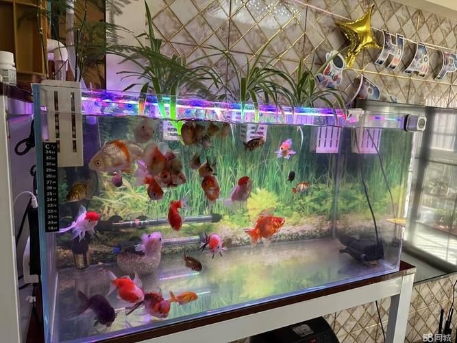 滁州魚缸批發(fā)市場(滁州魚缸批發(fā)市場和祥龍魚場的營銷策略幫你整理得明明白白) 行業(yè)新聞 第7張 滁州魚缸批發(fā)市場(滁州魚缸批發(fā)市場和祥龍魚場的營銷策略幫你整理得明明白白) 行業(yè)新聞 第7張