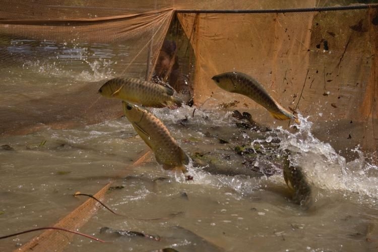 喀什地區(qū)水族批發(fā)市場 行業(yè)新聞 第4張 喀什地區(qū)水族批發(fā)市場 行業(yè)新聞 第4張
